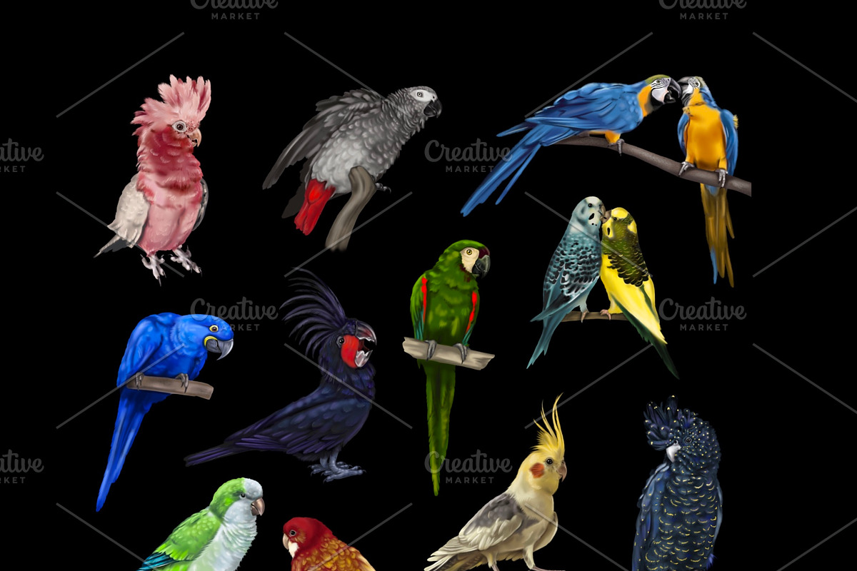 Tropical life. 100+ Parrot & flower, an Illustration by NNclipart (Photo 4 of 14)