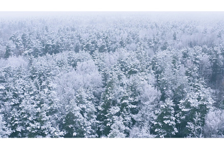 4K Beautiful Snowy White Forest In, a Nature Photo by Our Amazing World