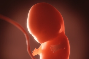 Human Embryo, Fetus Growth