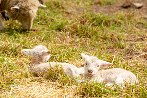 Lambs In Field, an Animal Photo by THP Creative