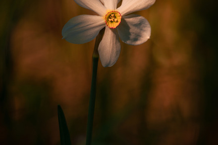 Daffodil flower in the evening sunli, a Background Photo by Dreamy Pixel