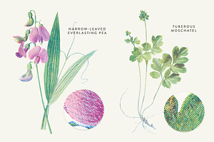 Vintage Flower Illustrations Bundle