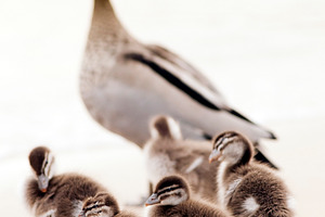 Ducklings With Mother Duck, an Animal Photo by THP Creative