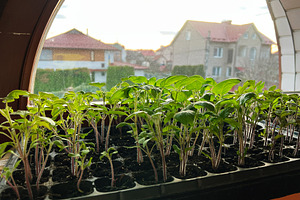 Young plants growing in trays near a wooden window during a sunny day, a Photo by AS photostudio