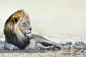 The lion is King