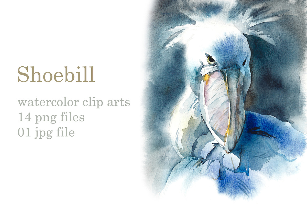 Watercolor Sketches Shoebill, an Animal Illustration by Budogoshch (Photo 2 of 6)