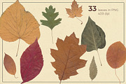 Herbarium: Pressed autumn leaves, a Seasonal Illustration by dlinnaya (Thumbnail 2 of 6)