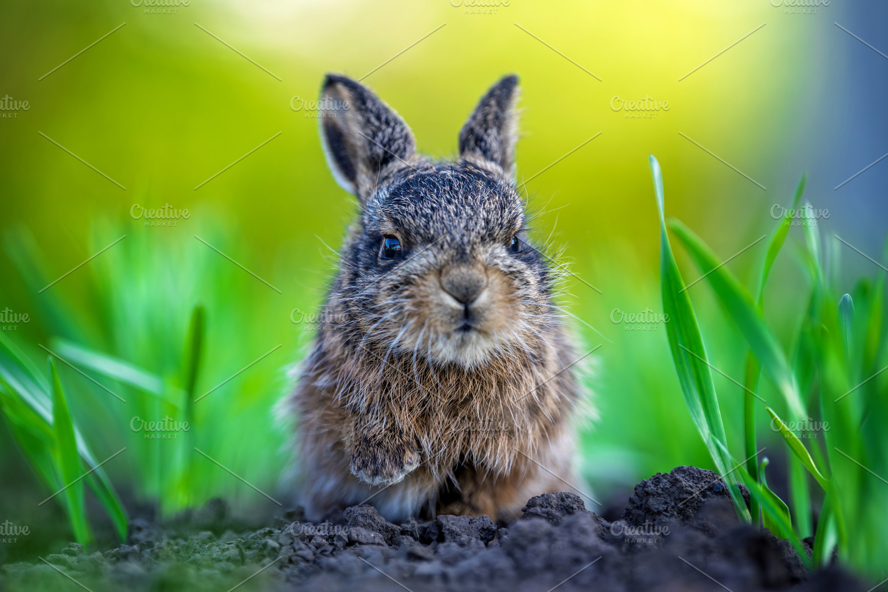 Baby hare leveret sitting in green grass outdoors, an Animal Photo by Byrdyak