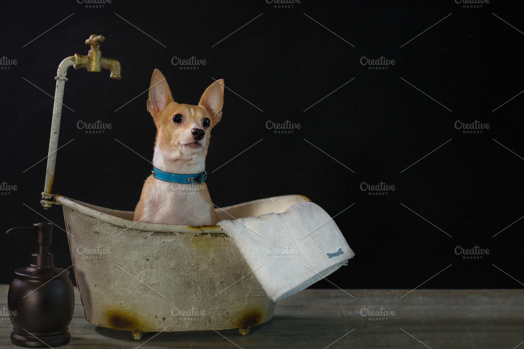 chihuahua in a tiny bathtub, an Animal Photo by art.podolski