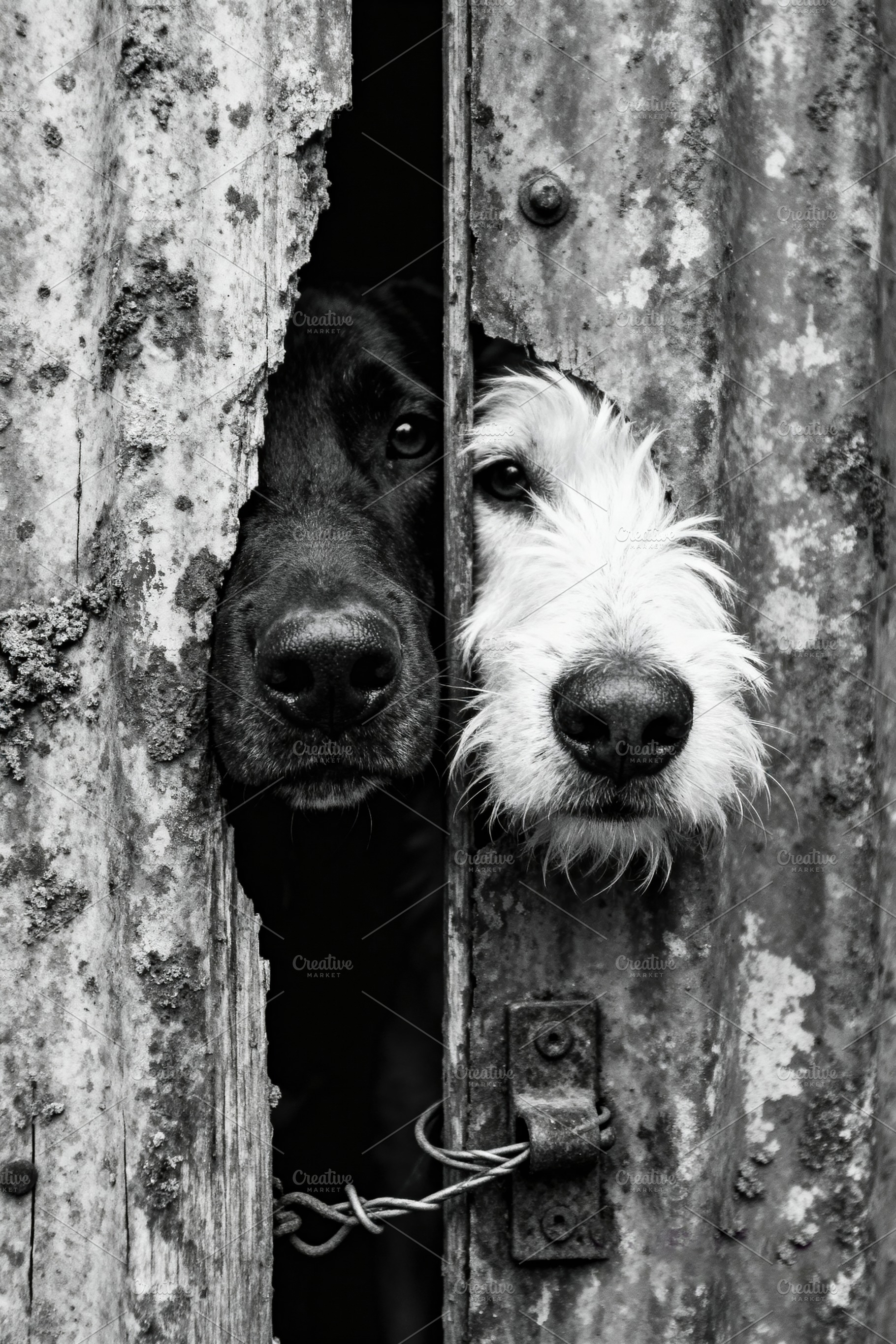 Curious Dogs Peeking Through Barrier, an Animal Photo by Virgo Studio