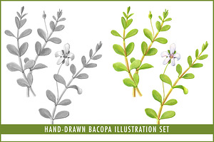 Bacopa Botanical Illustration Set