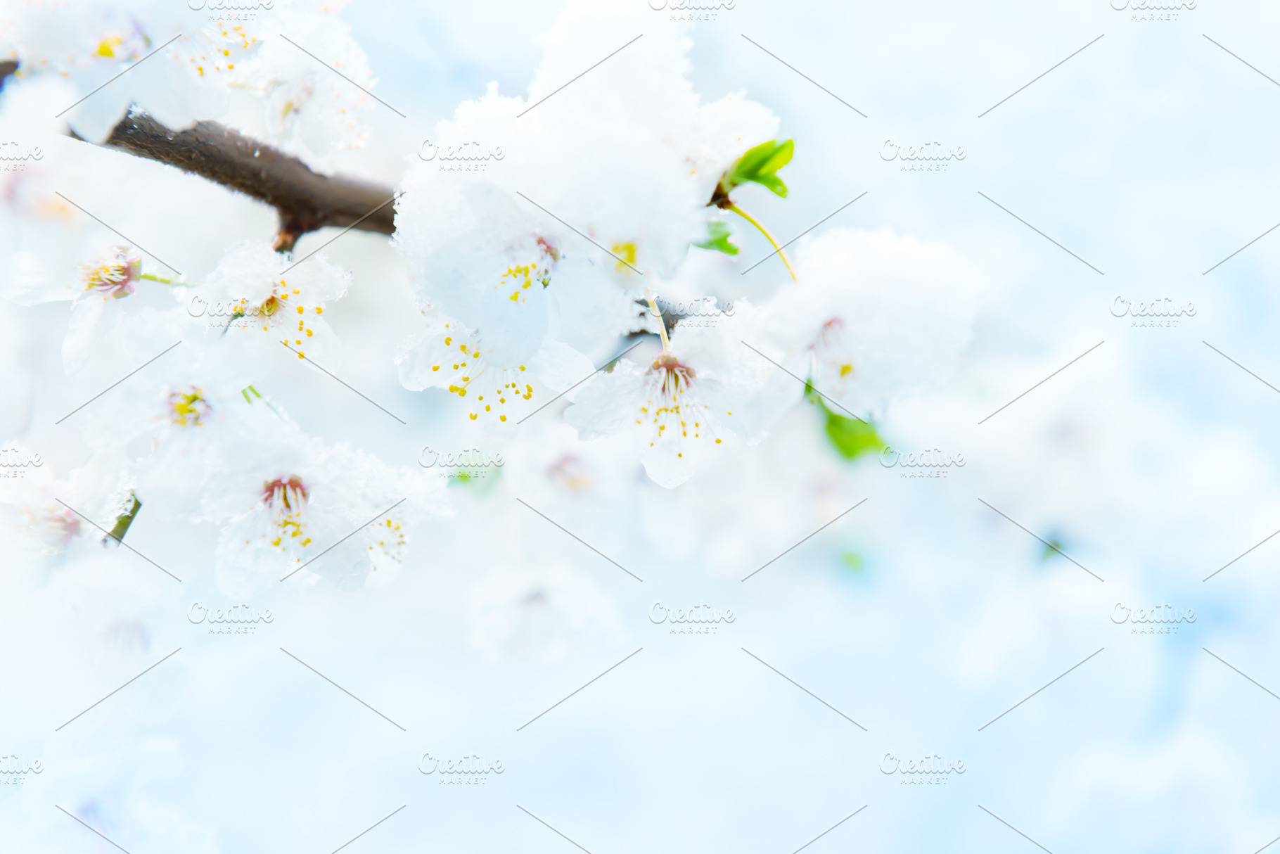 White flowers of branch cherry tree, a Nature Photo by Vapi