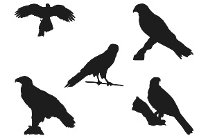 Eagle Silhouettes Set 1 Procreate