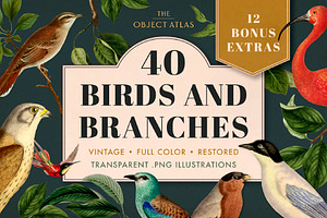 40 Vintage Birds & Branches