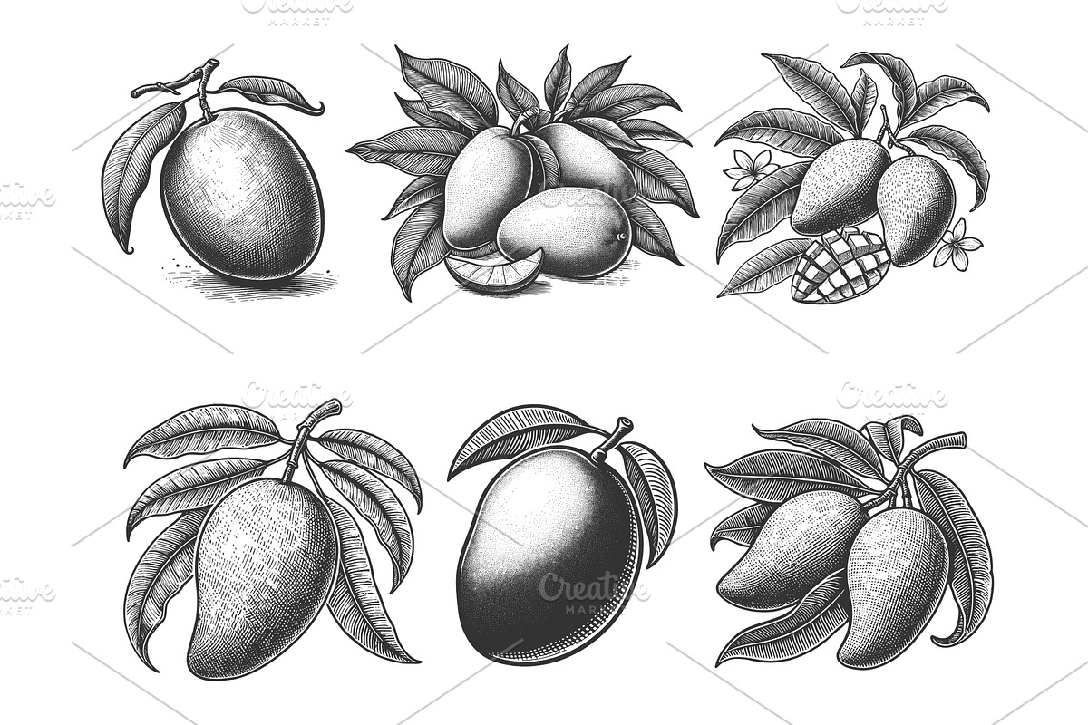 Mango engraving set vector, a Food Illustration by AlexArt