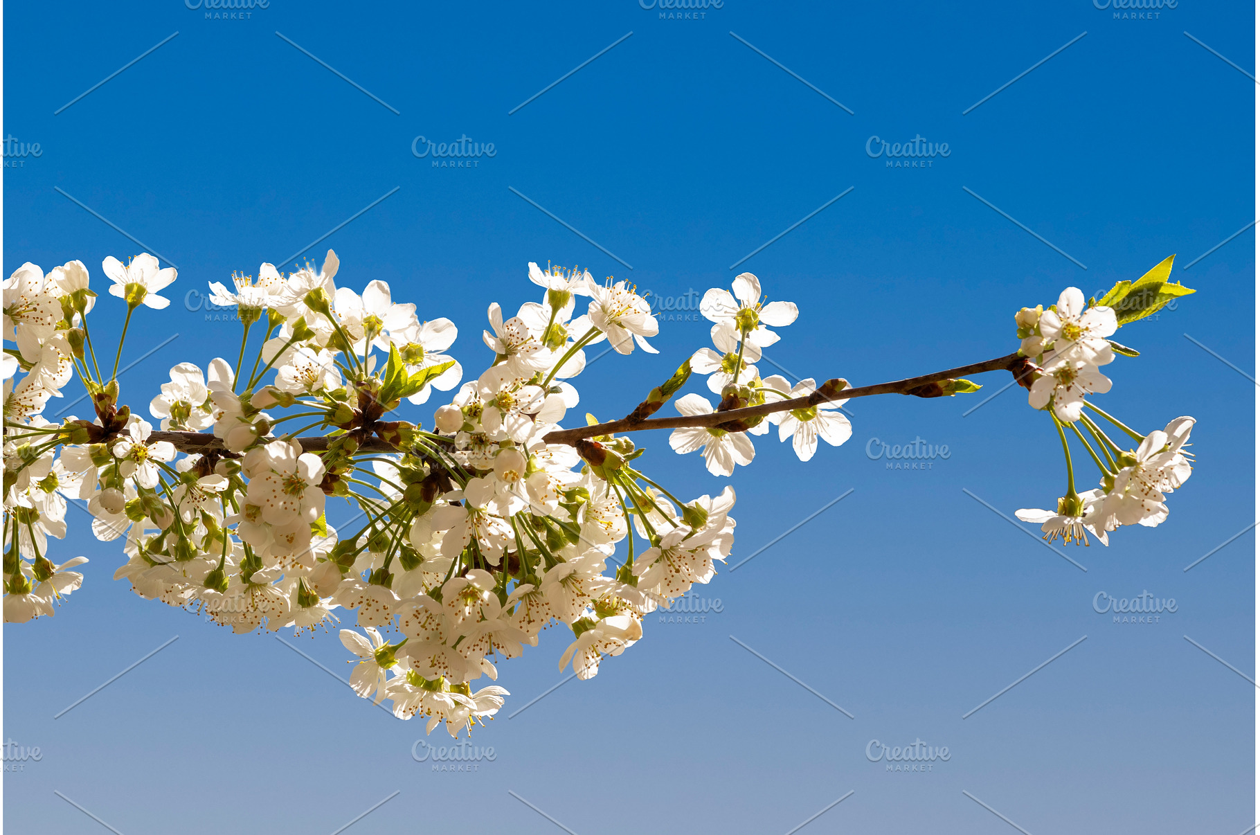 Blooming White Cherry Tree Branches, a Nature Photo by BeOGraphic