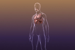 Respiratory System Lungs Body