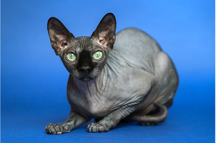Canadian Sphynx. Portrait of cat on