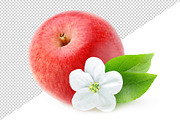 Isolated red apple and apple blossom, an Object Graphic by Fruits+Veggies (Thumbnail 4 of 4)