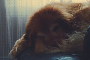 Sleeping dog containing dog, goldenretriever, and sleeping