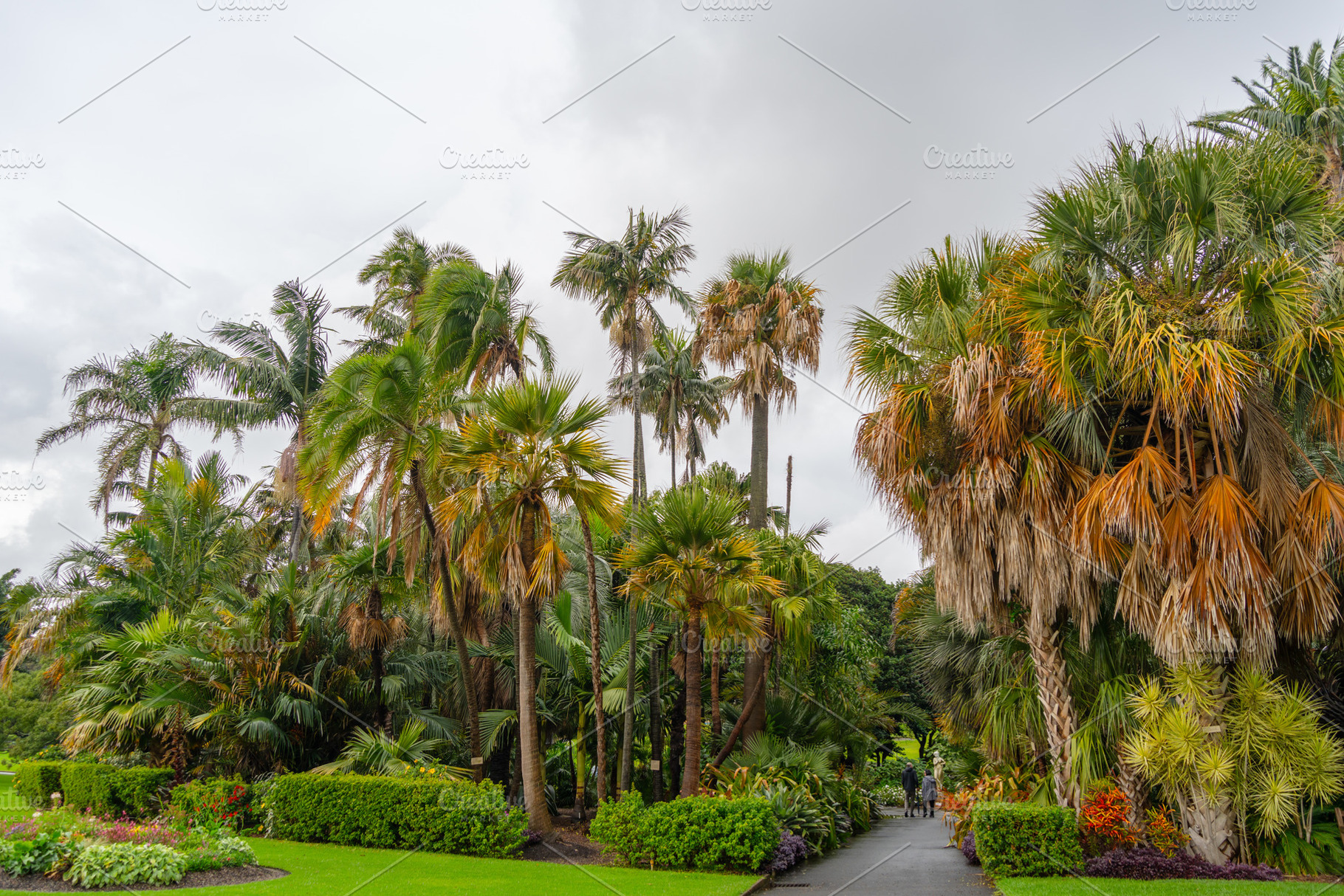 Lush palm trees at the Royal Botanic Garden in Sydney, Australia, a Nature Photo by GoodGoods