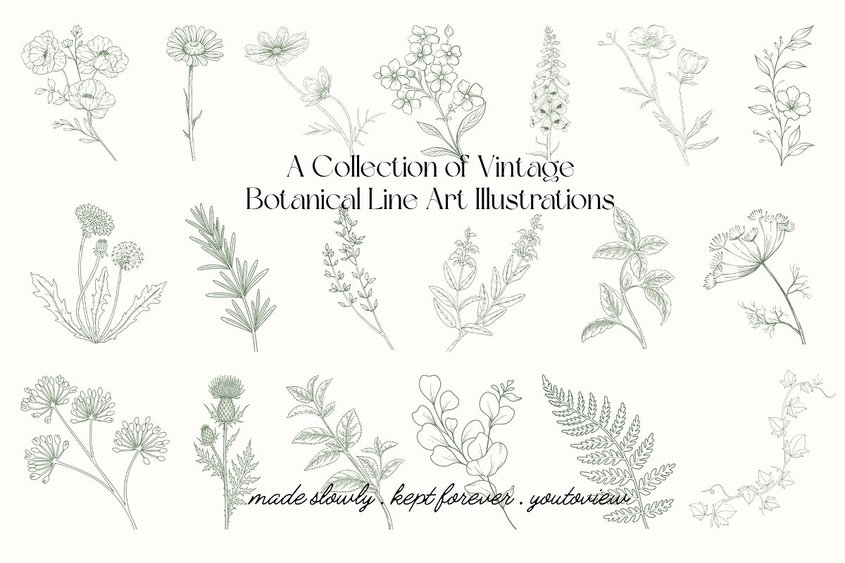 Botanical Line Art Illustrations, a Decorative Illustration by youtoview (Photo 3 of 15)