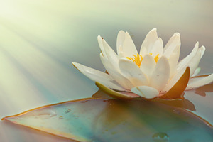 Beautiful white lotus flower