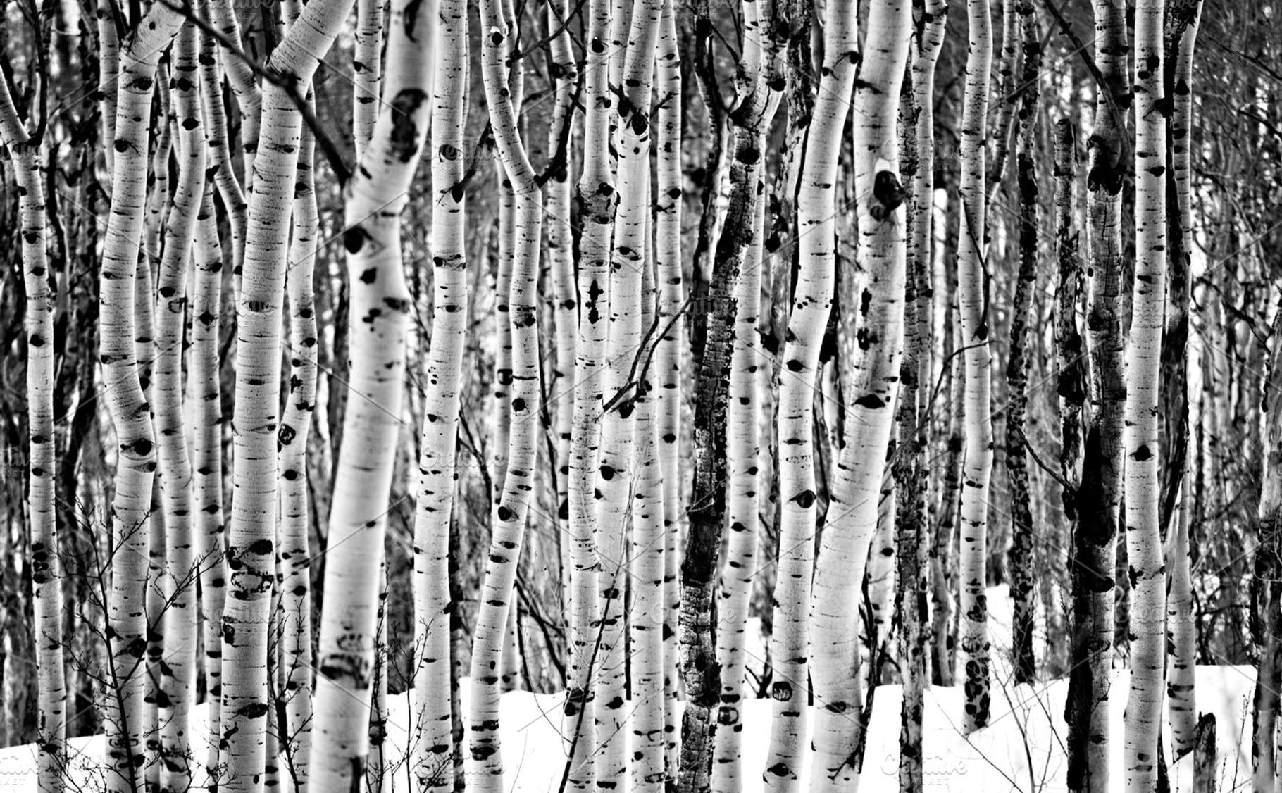 Aspen trees in the snow black and wh, a Nature Photo by Ryan McGehee