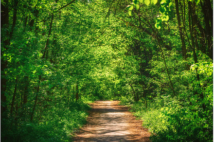 Summer green forest, a Nature Photo by Nature and travel