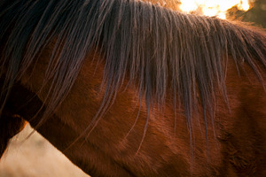 Horses Mane, an Animal Photo by THP Creative