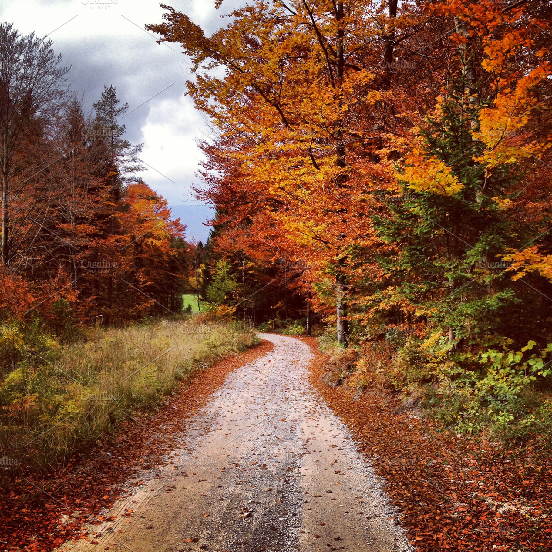 Beautiful Autumn Landscape Forest Containing Autumn Leaves And Leaf