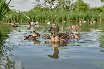 Mother duck with ducklings swimming on lake surface. Wild animals in a pond., an Animal Photo by Rohan Photography
