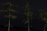 The Red Cherry Tree, a Plants & Tree 3D Model by FuturePastCreatives (Thumbnail 3 of 7)