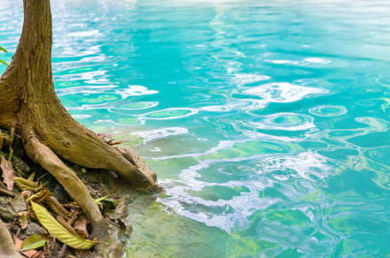 Tree roots in water of flowing strea, a Nature Photo by Vapi