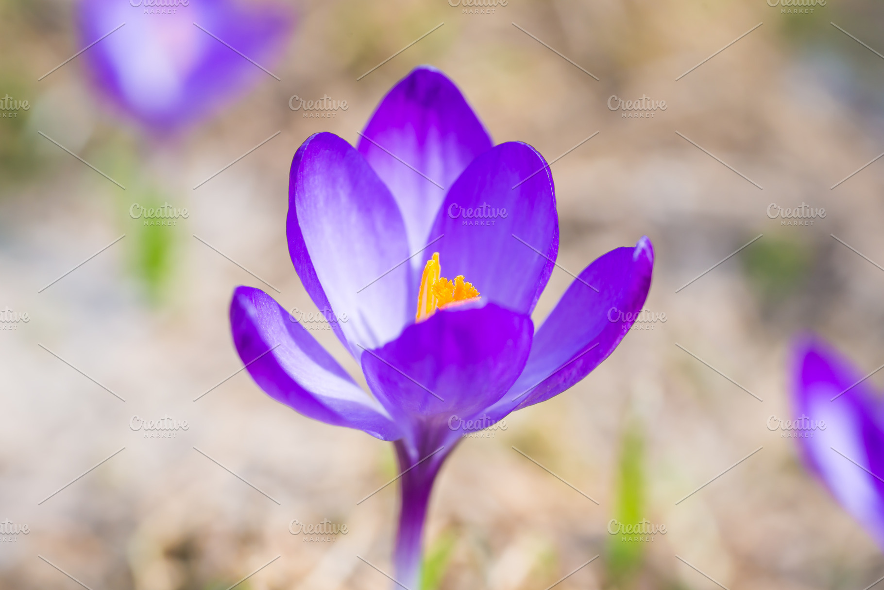 Macro shot of spring violet flower crocus, a Nature Photo by Vapi