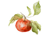 Watercolor 24 fruits set, a Food Illustration by My watercolor shop (Thumbnail 4 of 16)