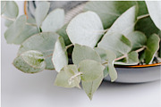 Eucalyptus Bundle, a Product Mockup by Peppermint &Tea (Thumbnail 3 of 8)