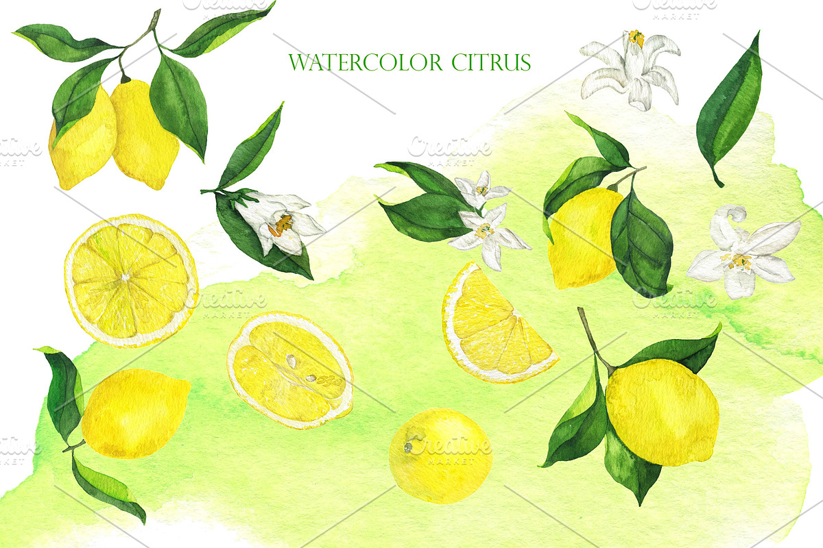 Watercolor citrus collection, a Food Illustration by Watercolor & sketches (Photo 2 of 8)