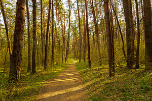 Path leads through a sunlit pine forest. Beautiful nature landscape for tranqui, a Nature Photo by Eugene_Photo