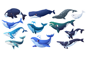 Cartoon whale, orca and beluga, an Animal Illustration by Buch&Bee
