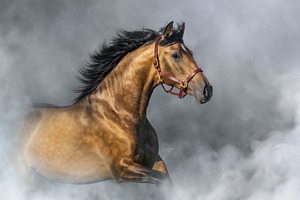 Purebred Spanish Horse in halter