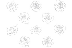 Rose Outlines Set 1 Procreate Brush