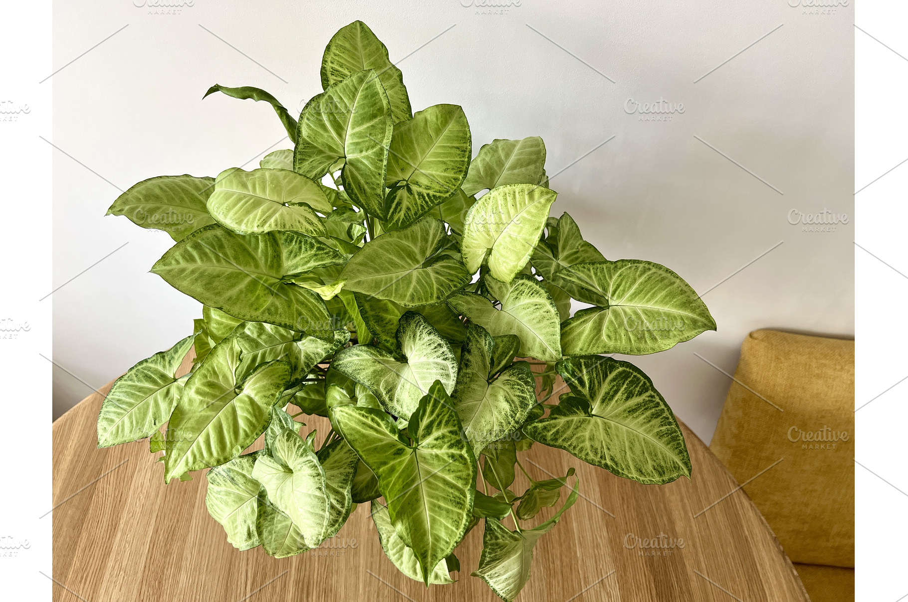 A photo of a lush, healthy Syngonium, a Nature Photo by Nadzin