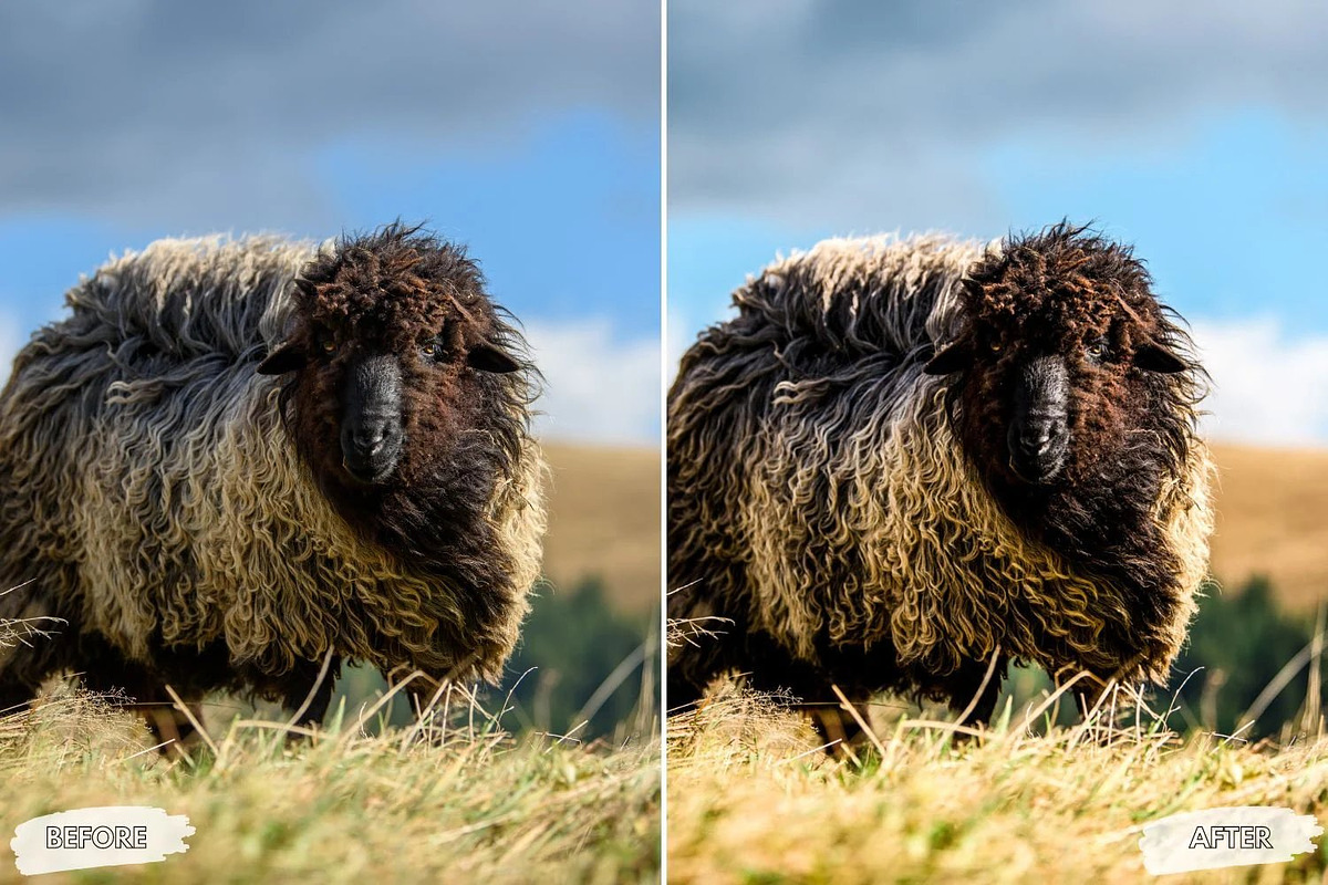 10 Sunlit Meadow Lightroom Presets, a Preset Add-On by LucaTheme (Photo 8 of 9)