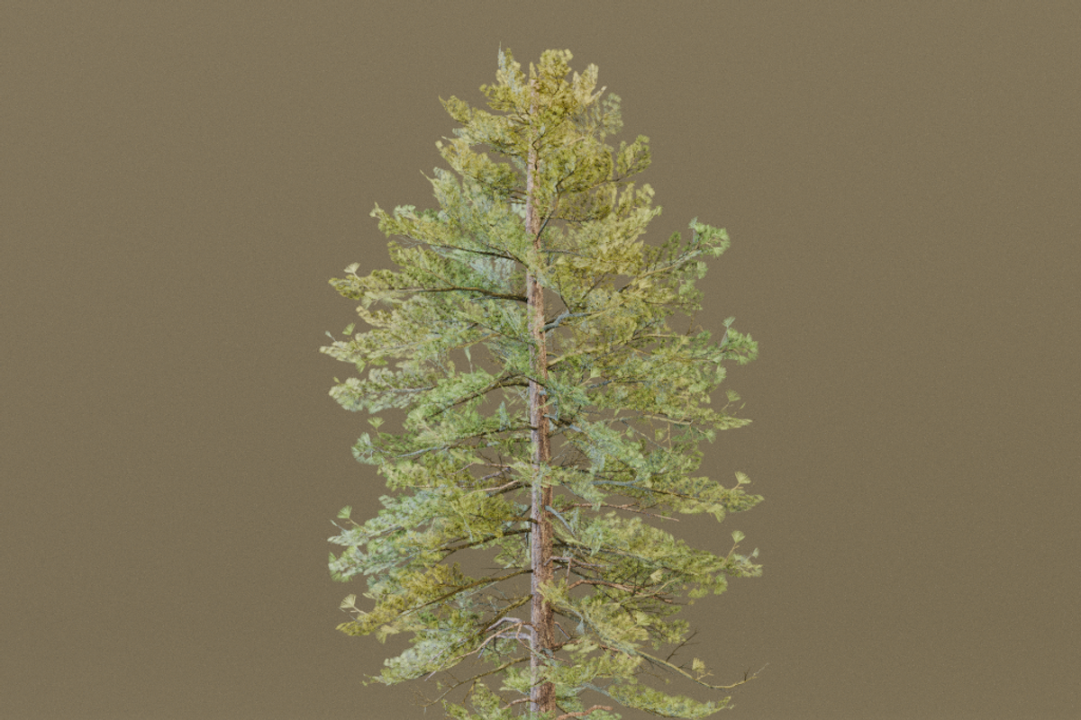 The European Pine Tree, a Plants & Tree 3D Model by FuturePastCreatives (Photo 6 of 6)