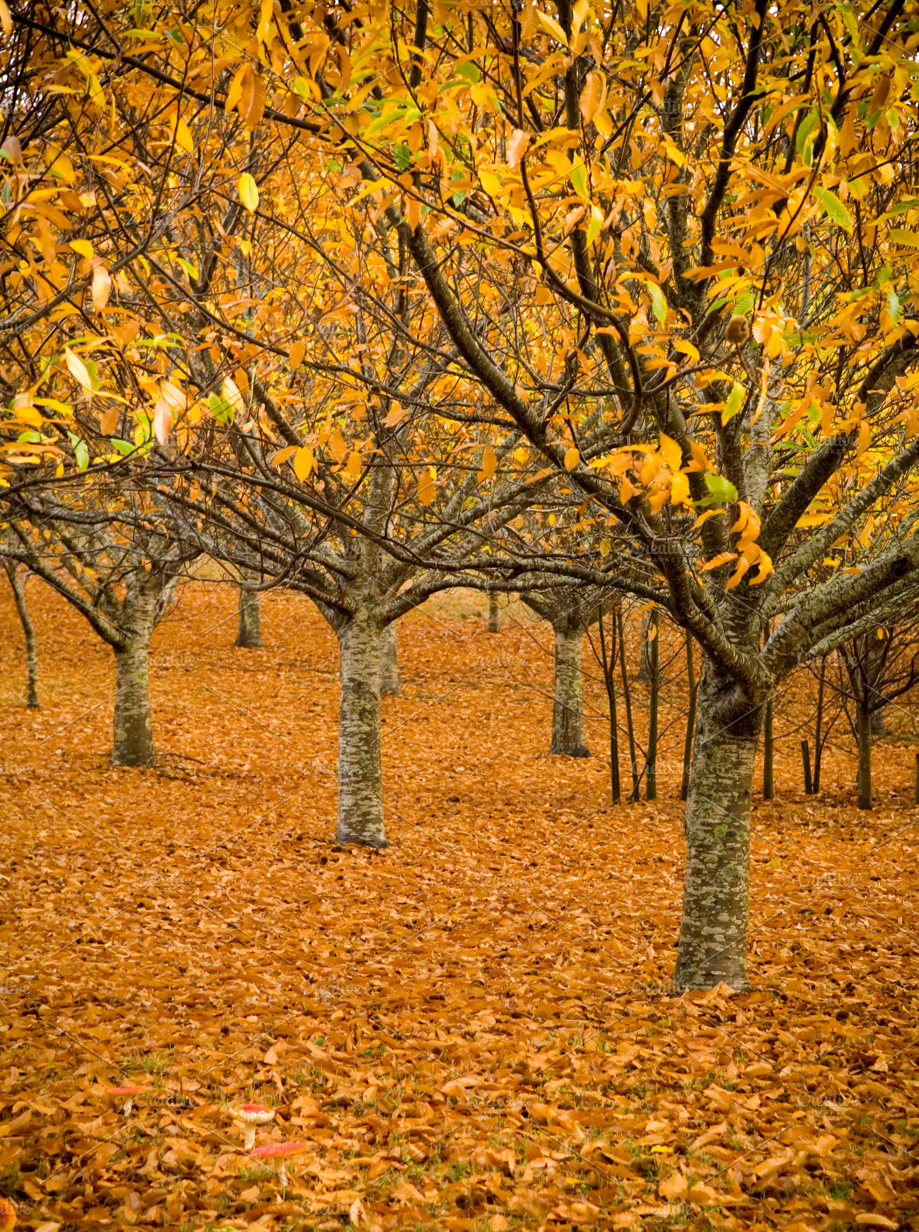 Orange Autumn Orchard, a Nature Photo by THP Creative