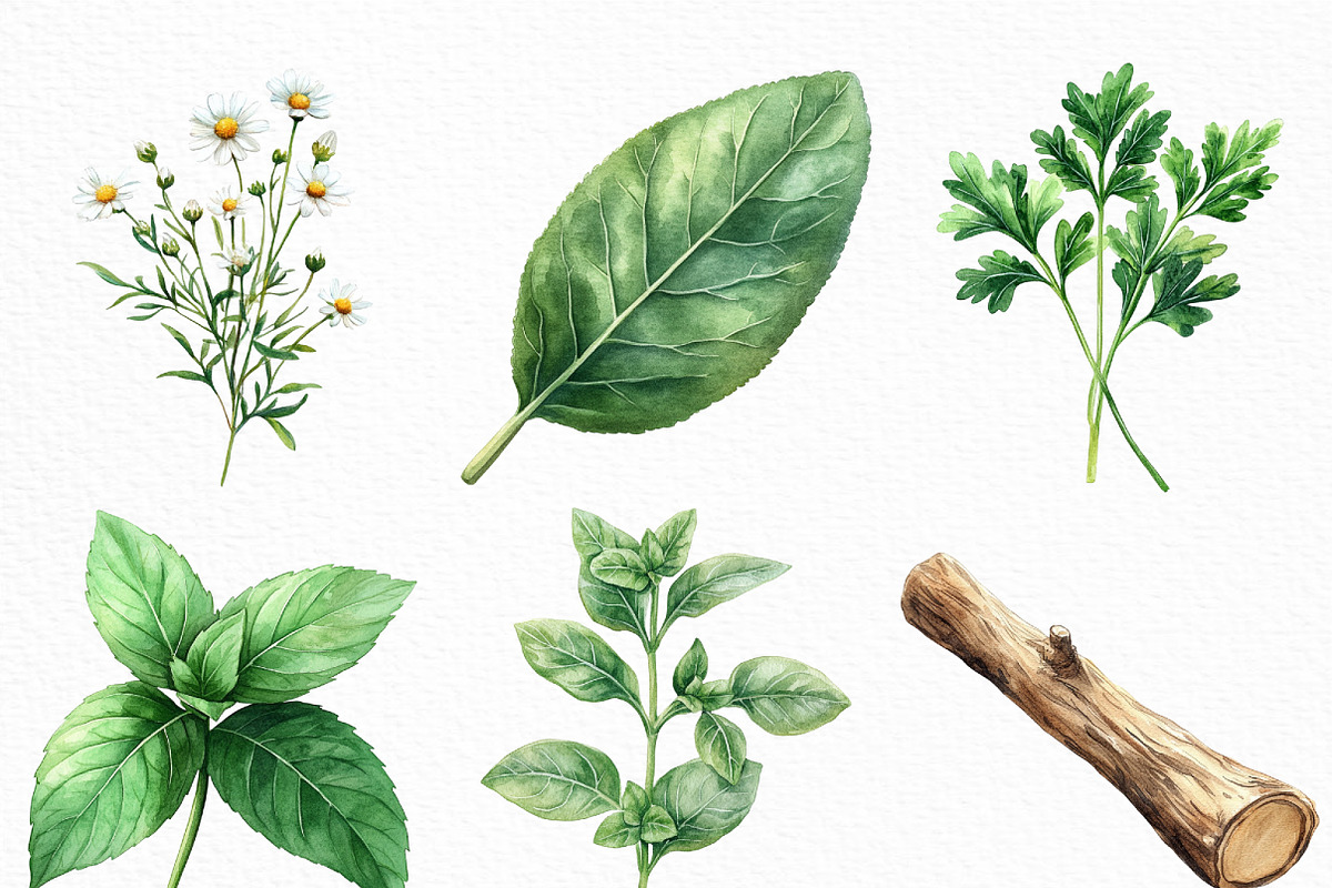 Watercolor Herbal Clipart Bundle, an Illustration by Craft Nest (Photo 2 of 6)