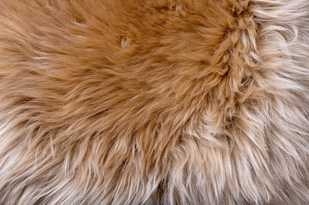 Fur texture top view. Brown fur, an Abstract Photo by LanaSweet