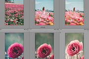 Dreamy Flower Fields Photo Bundle, a Nature Photo by Munopia (Thumbnail 3 of 5)