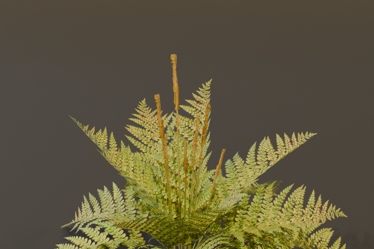 The Cinnamon Fern Bush, a Plants & Tree 3D Model by FuturePastCreatives (Photo 7 of 13)